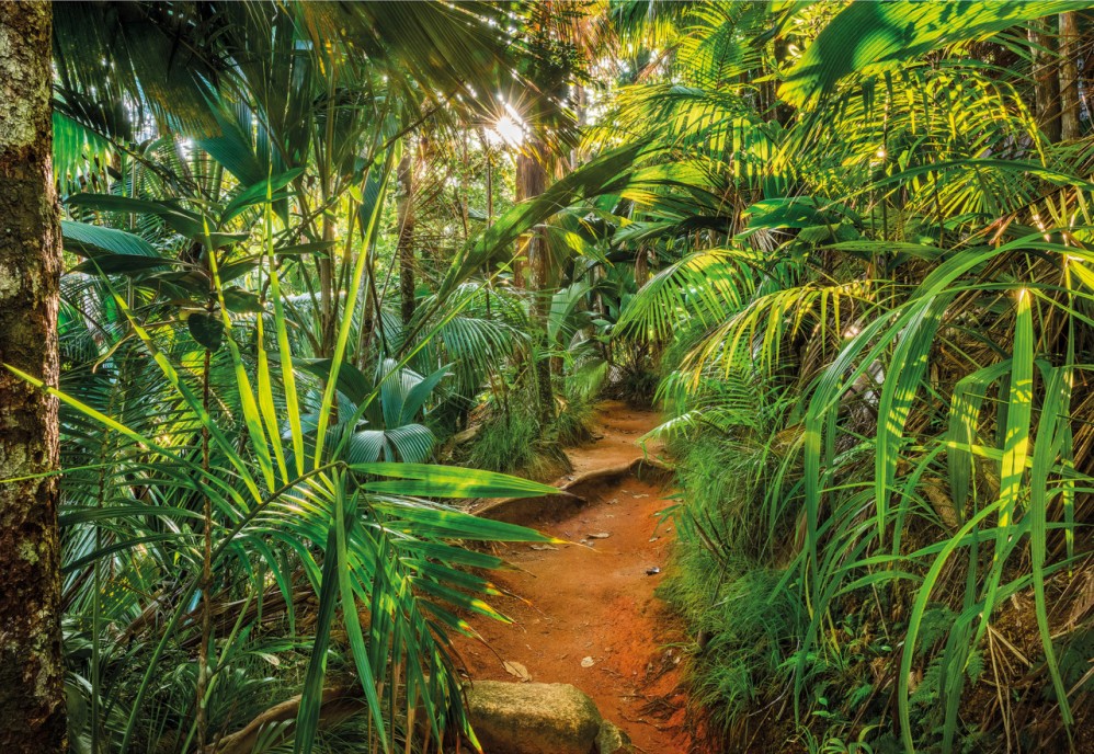 8-989 Фотообои Komar "Jungle Trail"