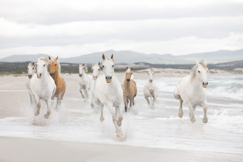 8-986 Фотообои Komar "White Horses"