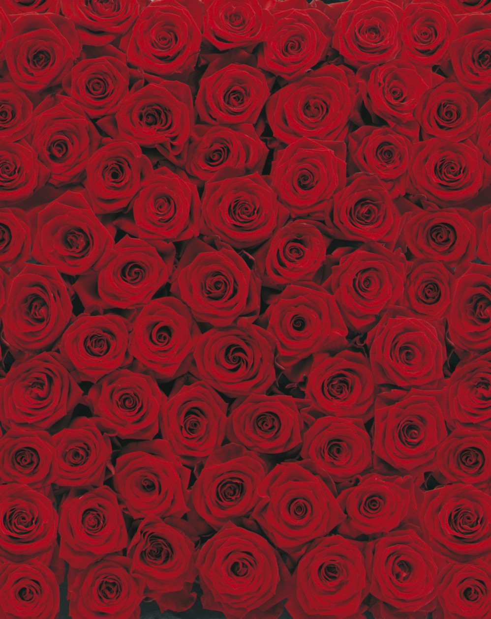 4-077 Фотообои Komar "Roses"